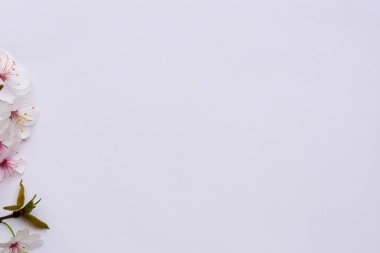 Beyaz arkaplanda güzel çiçekler