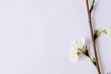 Beyaz arka planda bahar çiçekleri.