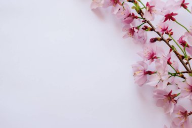 kopya alanı ile pembe çiçekler