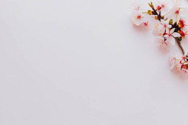 Beyaz arkaplanı olan güzel bir kiraz çiçeği. bahar konsepti, bahar, Paskalya günü