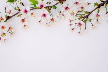 beyaz arka planda kiraz çiçeği