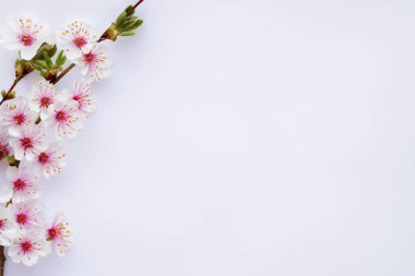 beyaz arkaplanda kiraz çiçekleri, üst görünümde