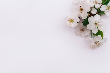 beyaz zemin üzerine beyaz çiçekler