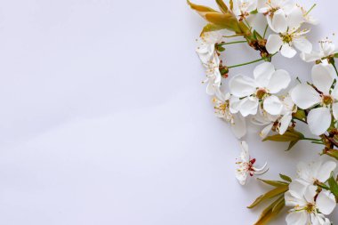 Beyaz arka planda güzel bir kiraz çiçeği. Bahar mevsimi, tebrik kartı.