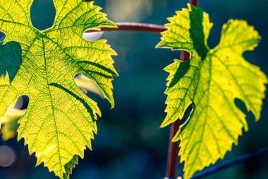 Bahçede sonbahar yaprakları