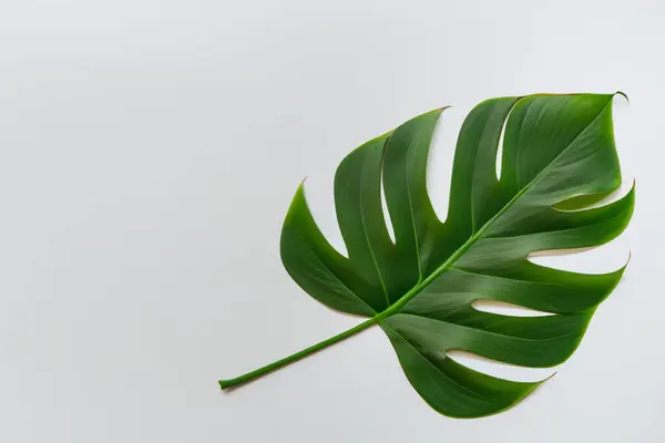 stock image green leaves on white background