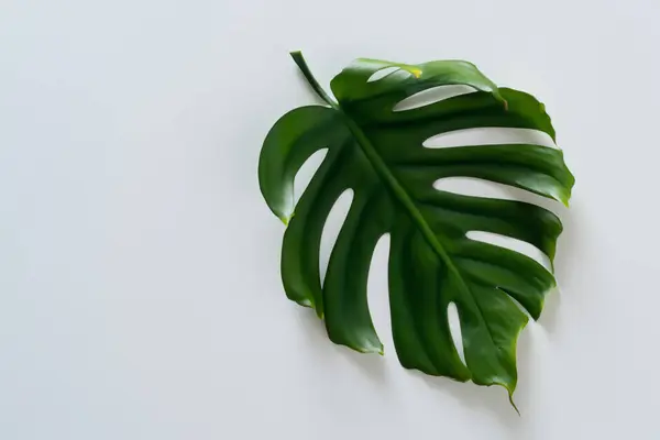Beyaz arkaplanda yeşil yaprak