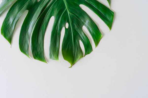 tropical green leaf on white background with copy space