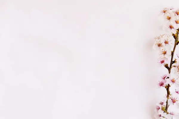 beyaz arka planda beyaz kiraz çiçekleri ile bahar arkaplanı, üst görünüm, boşluk kopyala