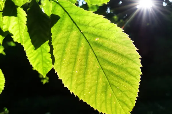 green leaf with sun rays.