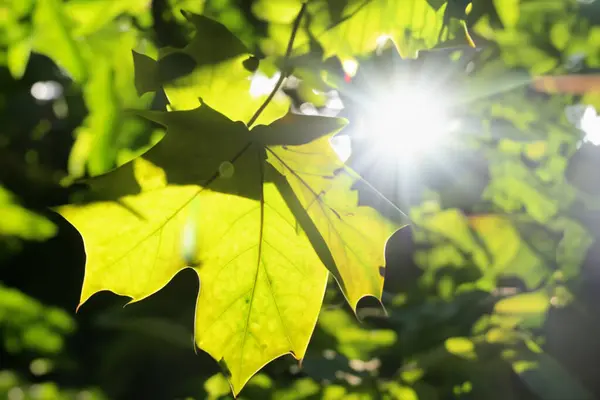 sun shining through a leaf of the sun