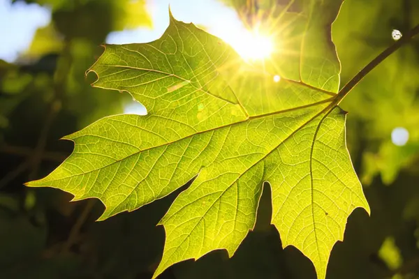 Ormanda güzel yeşil yapraklar, yaz günü