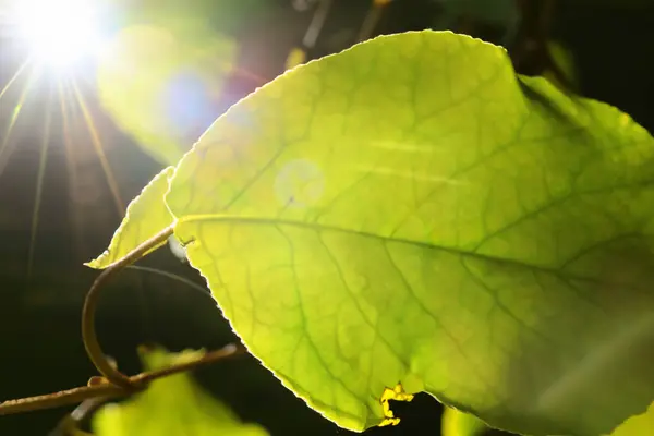 green leaf with a sun on a background of the sun