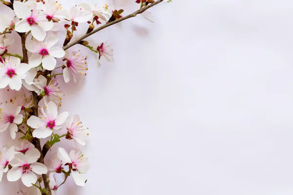 Cseresznyevirág Tavaszi Virággal Jogdíjmentes Stock Képek