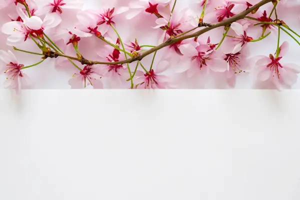 Fehér Virágok Fehér Háttér Stock Kép