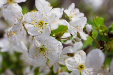 Bahar geçmiş kiraz çiçekleri ile.