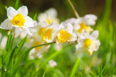 Ormanda bahar çiçekleri