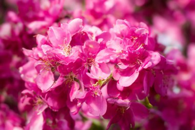 Pembe çiçekler kapanıyor.