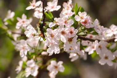 Bahçede kiraz çiçekleri