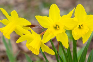 Bahar ormanının arka planında sarı çiçekler.