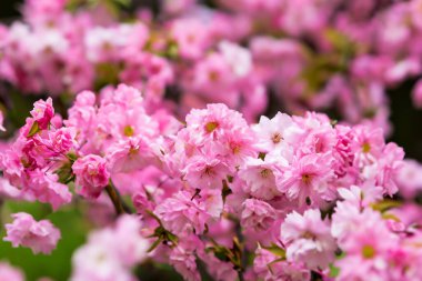 Bahçedeki güzel pembe çiçekler