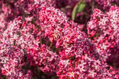 Güzel pembe ve beyaz çiçeklere yaklaş.
