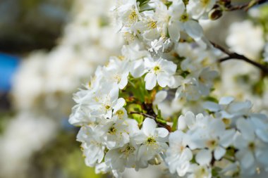 Beyaz kiraz ağacı çiçekleri ile bahar arkaplanı. Bahçedeki güzel çiçek açan ağaç.