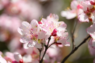 Kapalı - güzel kiraz çiçekleri