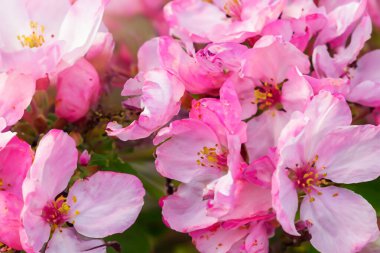 Pembe sakura çiçeği yakın çekim