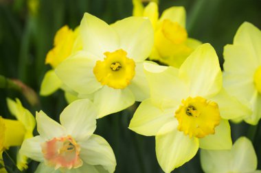 Bahar bahçesinde güzel nergisler
