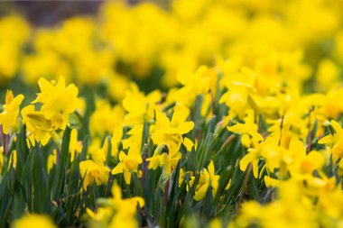 Çiçek açmış sarı nergisler. bahar arkaplanı.