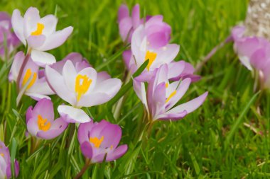 bahar çiçekleri, yakın görüş