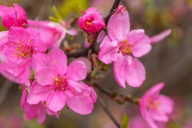 Ağaçtaki pembe çiçekler