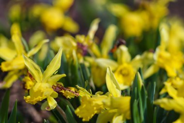 Bahçedeki güzel çiçekler