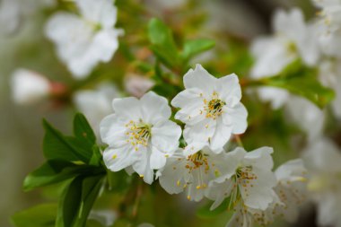 Bahar çiçekleri Beyaz kiraz çiçekleri. güzel çiçekler.