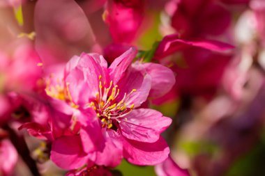 Bahçedeki güzel pembe çiçekler