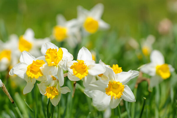 beautiful yellow daffodil in a field
