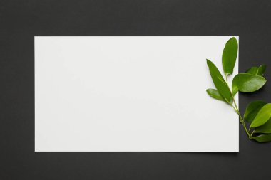 Boş kâğıt ve yeşil yapraklar. düz, minimal, üst görünüm