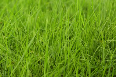 Taze yeşil çimen arka planı