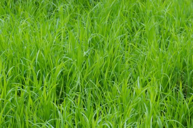 yeşil çimen dokusu arkaplanı