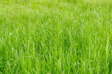 Parlak güneş ışığıyla yeşil pirinç tarlası