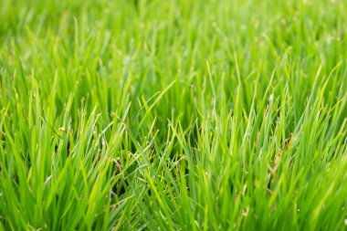 taze yeşil çim sahada