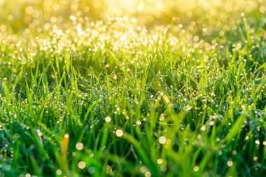 Yeşil çimlerin üzerindeki çiy tanesi