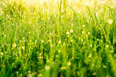 Yazın başında yeşil çimlerin üzerinde çiy taneleri