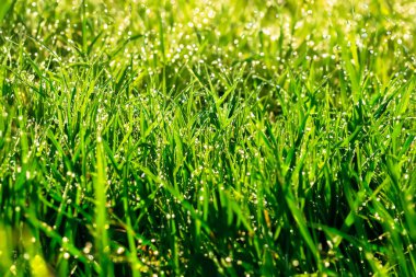 Yeşil çimenlerin üzerinde sabahleyin çiy