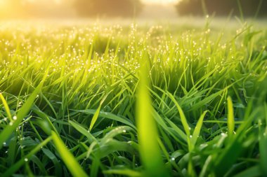 Çiyli yeşil çimen