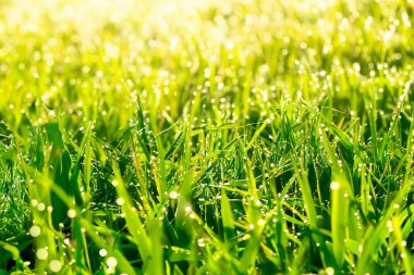 güneşli bir günde taze yeşil çimen