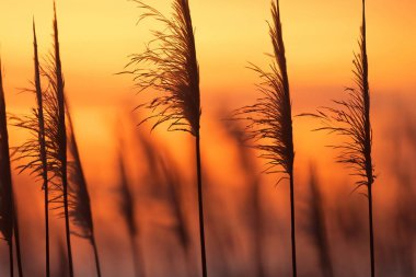 Gün batımında çimen