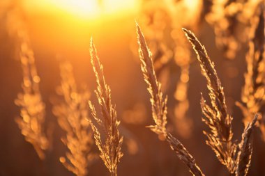 Yazın gün batımı, doğa ve arka planda güzel çimenler.
