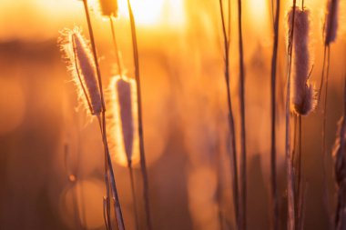 Ormanda güzel bir gün batımı